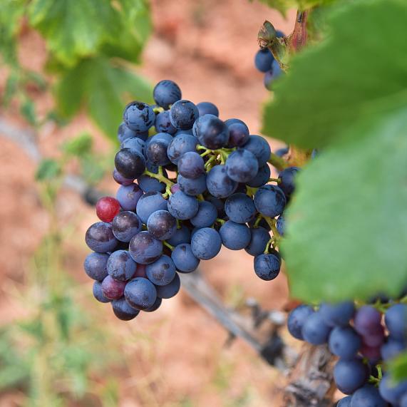Vins i enoturisme